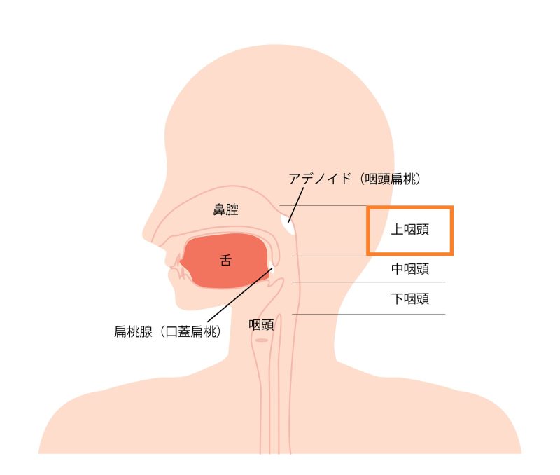 上咽頭